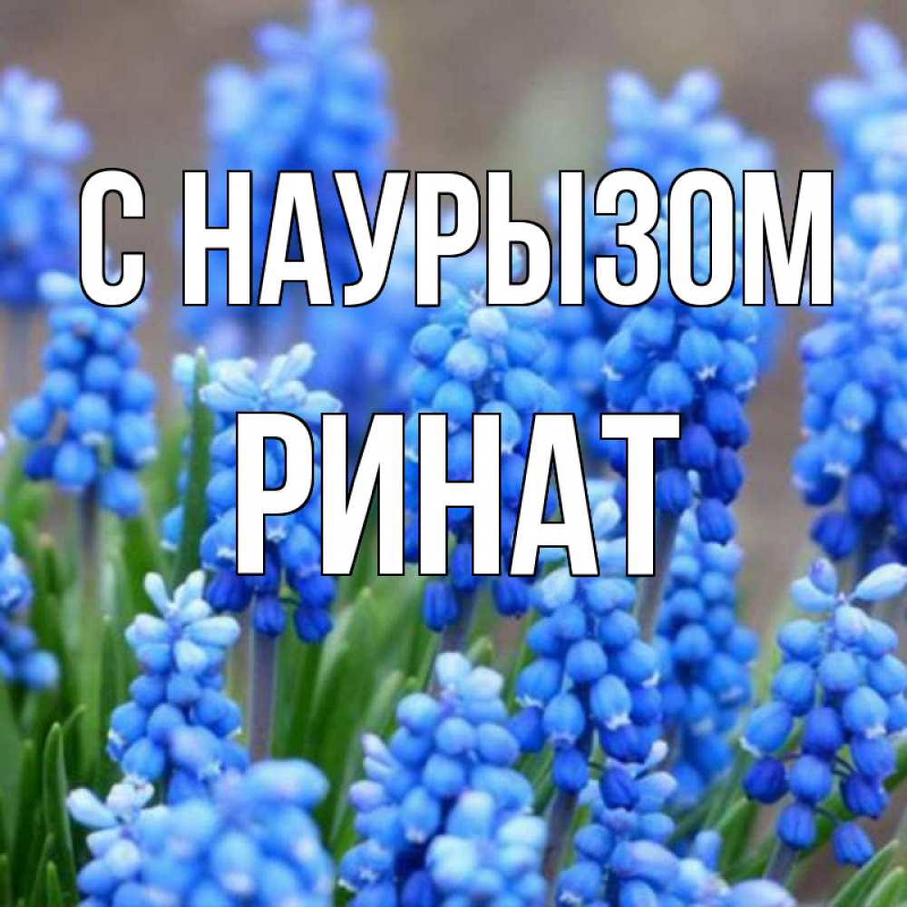 Открытка на каждый день с именем, Ринат С наурызом Поздравительная открытка для женщин с цветами на праздничную дату Прикольная открытка с пожеланием онлайн скачать бесплатно 