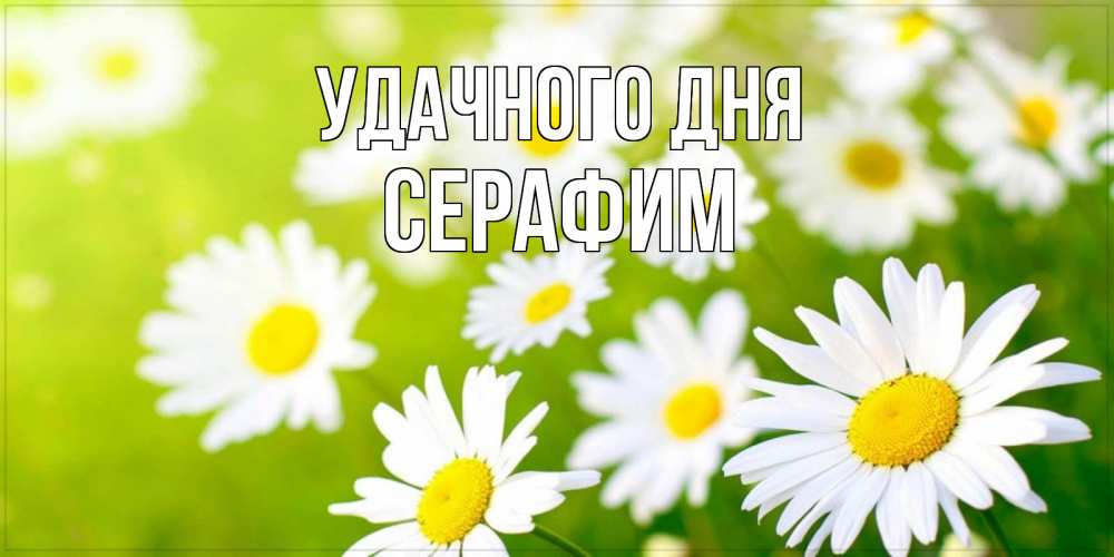 Открытка на каждый день с именем, Серафим Удачного дня открытка с ромашками на зеленом фоне Прикольная открытка с пожеланием онлайн скачать бесплатно 