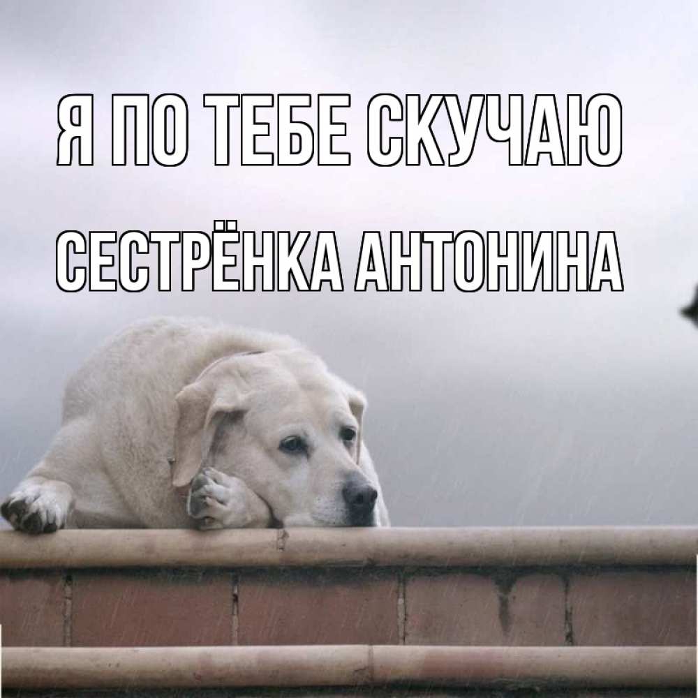 Открытка на каждый день с именем, Сестрёнка-Антонина Я по тебе скучаю ждет Прикольная открытка с пожеланием онлайн скачать бесплатно 