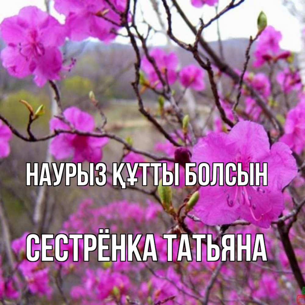 Открытка на каждый день с именем, Сестрёнка-Татьяна Наурыз құтты болсын наурыз мейрамы кутты болсын Прикольная открытка с пожеланием онлайн скачать бесплатно 