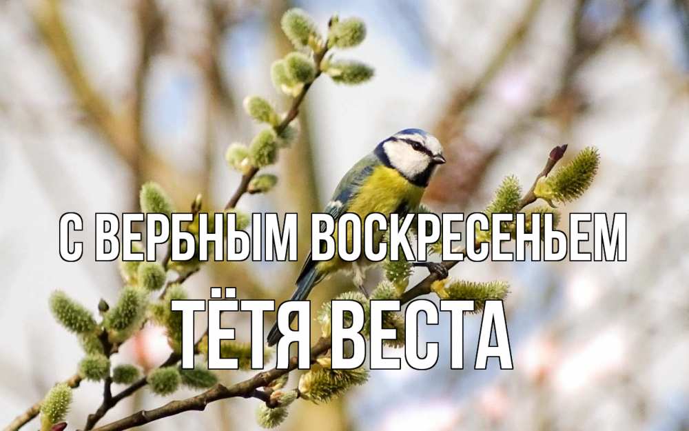 Открытка на каждый день с именем, Тётя-Веста С вербным воскресеньем верба Прикольная открытка с пожеланием онлайн скачать бесплатно 