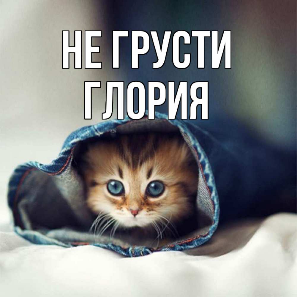 Открытка на каждый день с именем, Глория Не грусти кот в одежде Прикольная открытка с пожеланием онлайн скачать бесплатно 