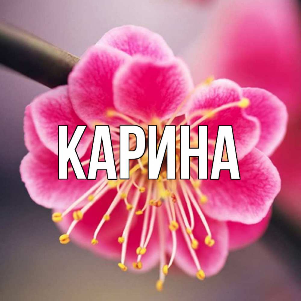 Открытка на каждый день с именем, Карина Главная цветы Прикольная открытка с пожеланием онлайн скачать бесплатно 