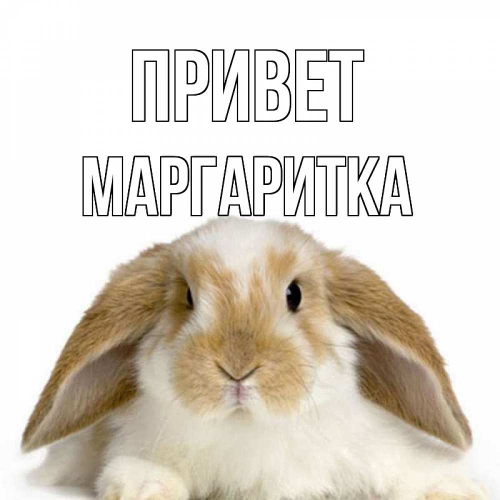 Открытка на каждый день с именем, МАРГАРИТКА Привет с животными Прикольная открытка с пожеланием онлайн скачать бесплатно 