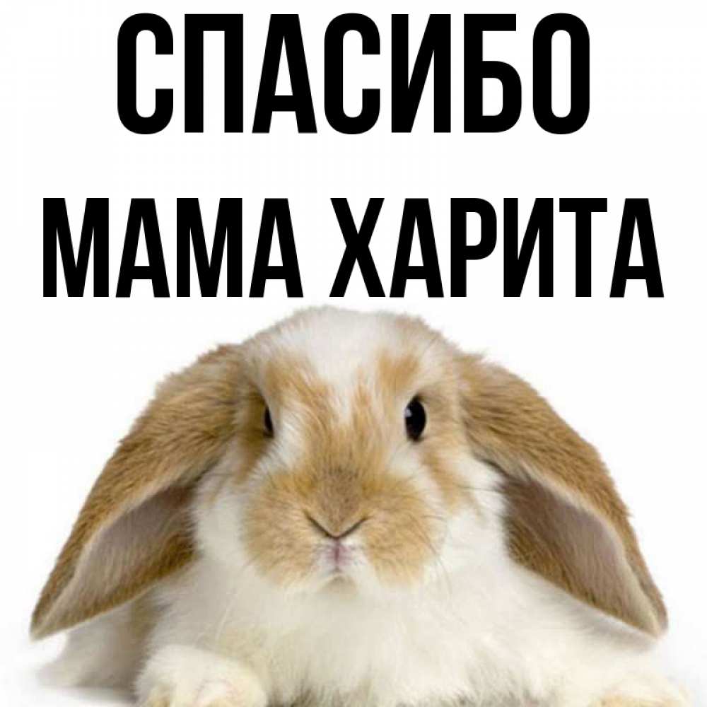 Открытка на каждый день с именем, Мама-Харита Спасибо коричнево белый заяц Прикольная открытка с пожеланием онлайн скачать бесплатно 
