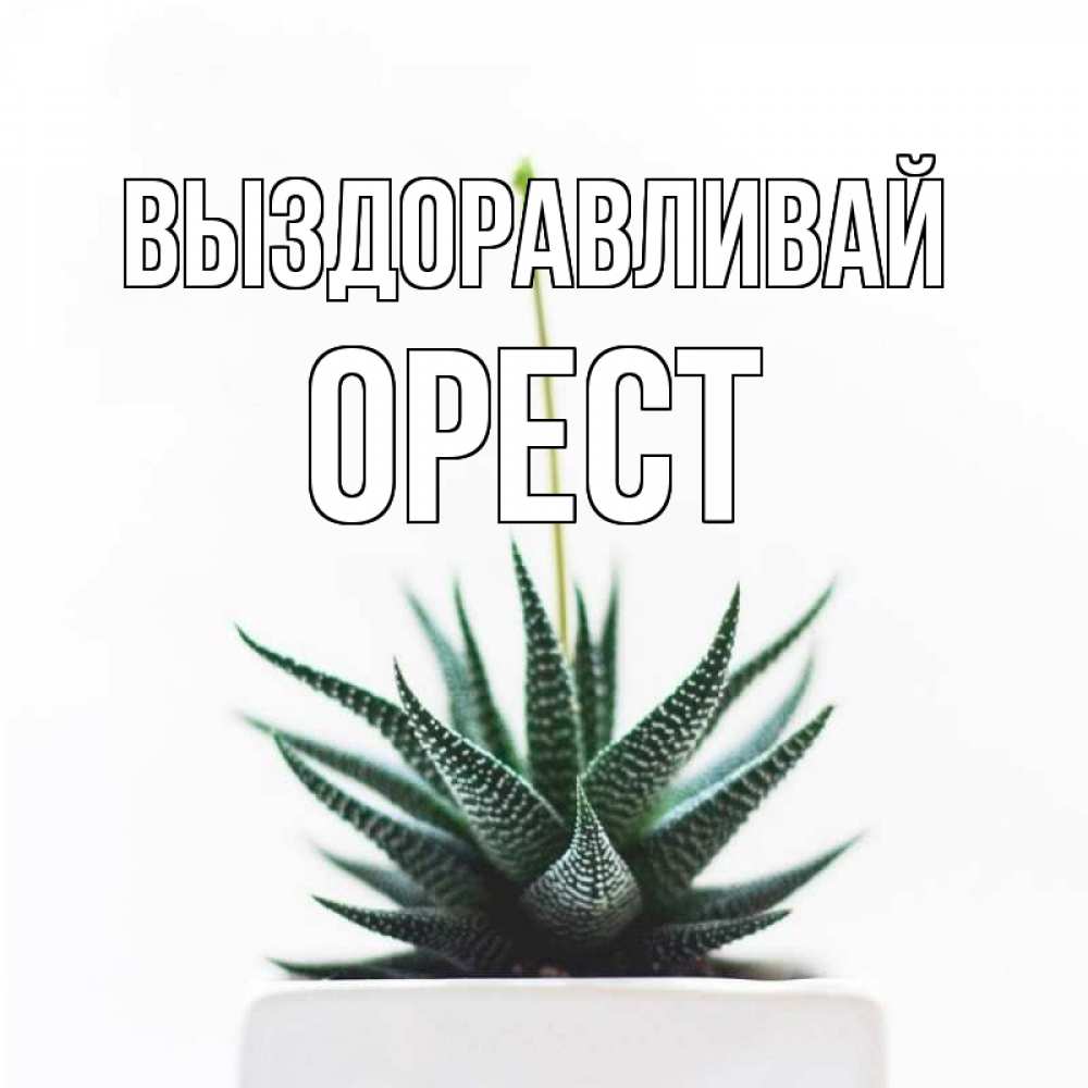 Открытка на каждый день с именем, Орест Выздоравливай короче это непонятная колючка Прикольная открытка с пожеланием онлайн скачать бесплатно 