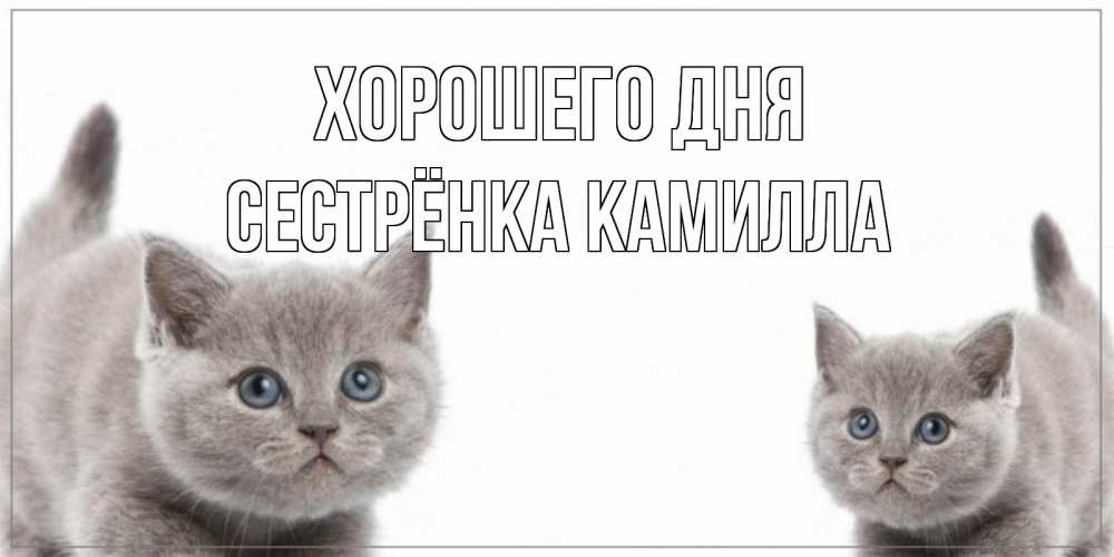 Открытка на каждый день с именем, Сестрёнка-Камилла Хорошего дня открытка с котами Прикольная открытка с пожеланием онлайн скачать бесплатно 
