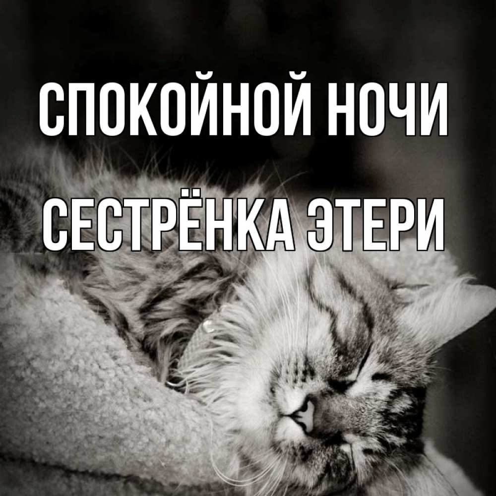 Открытка на каждый день с именем, Сестрёнка-Этери Спокойной ночи котярик пушистый Прикольная открытка с пожеланием онлайн скачать бесплатно 
