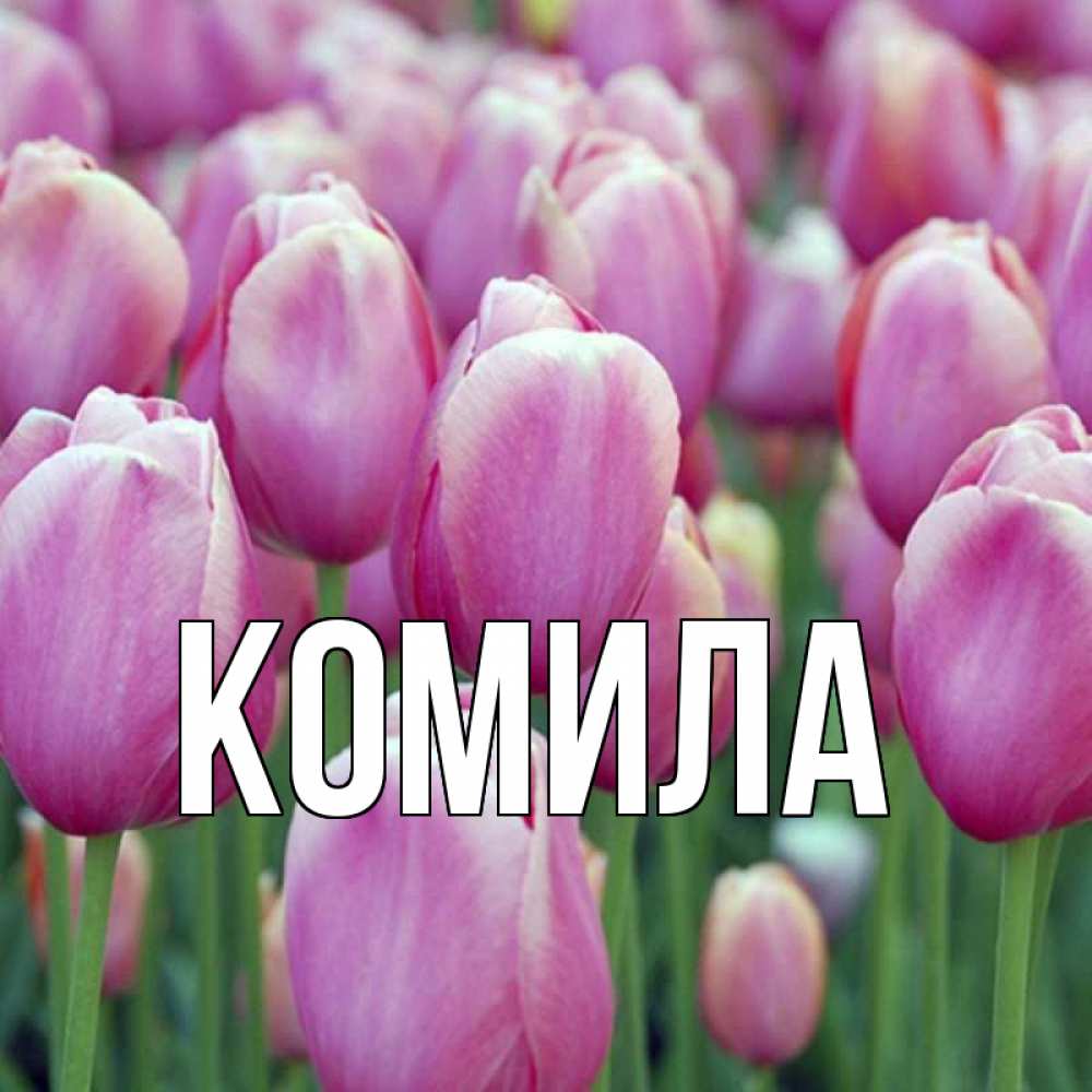 Открытка на каждый день с именем, Комила Главная на наурыз  день 3 Прикольная открытка с пожеланием онлайн скачать бесплатно 