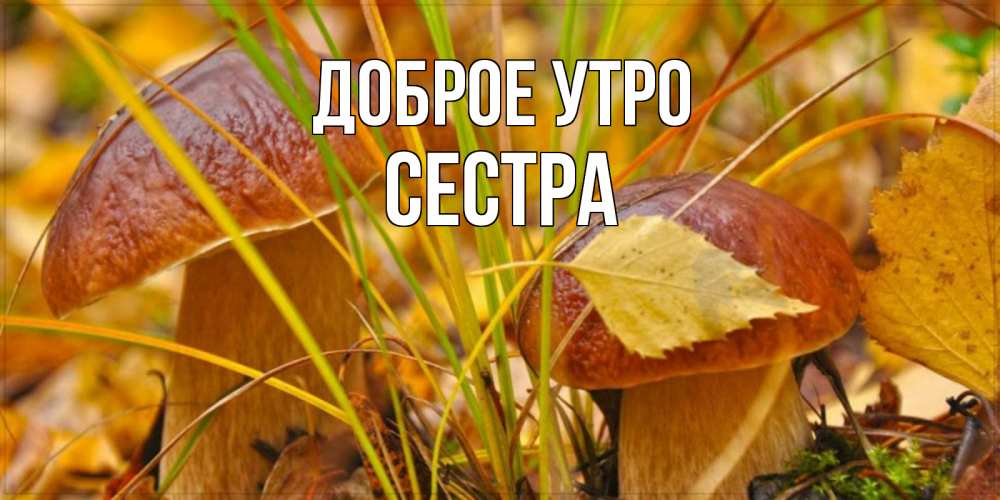 Открытка на каждый день с именем, Сестра Доброе утро осенние грибы Прикольная открытка с пожеланием онлайн скачать бесплатно 