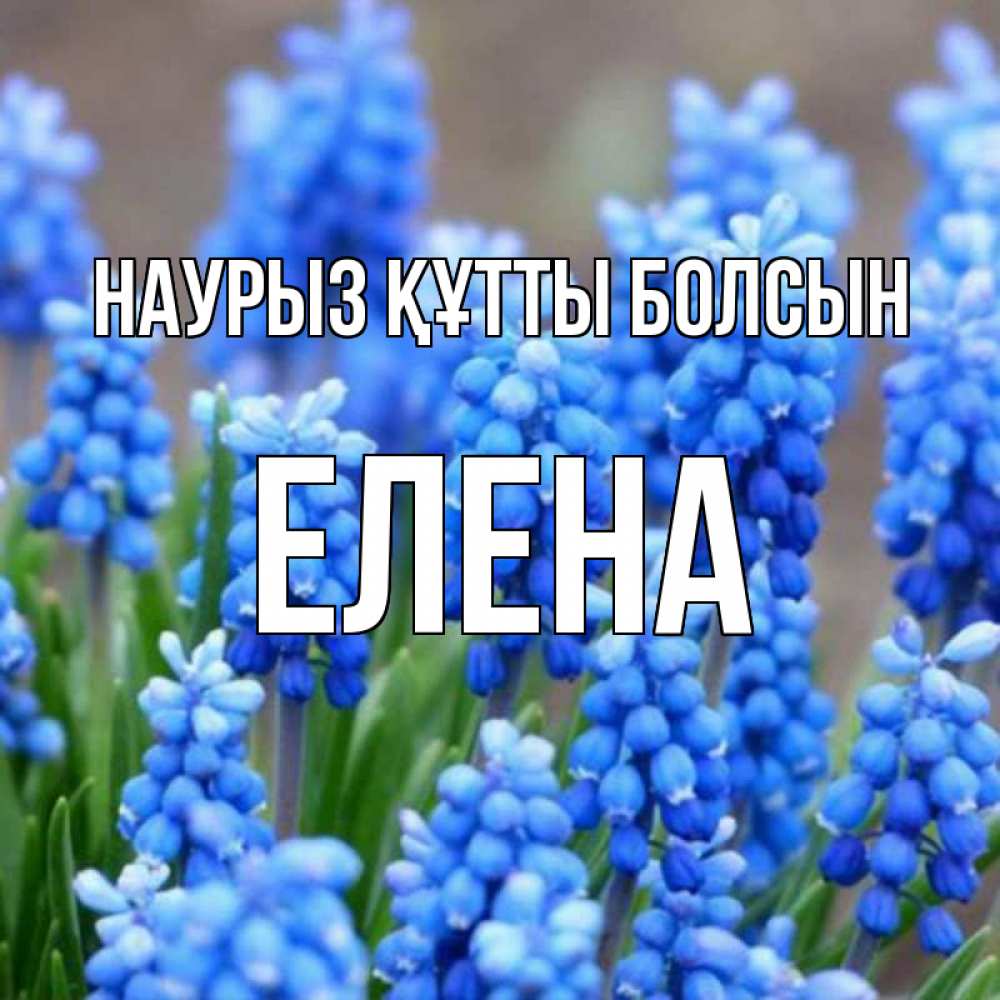 Открытка на каждый день с именем, Елена Наурыз құтты болсын Поздравительная открытка для женщин с цветами на праздничную дату Прикольная открытка с пожеланием онлайн скачать бесплатно 