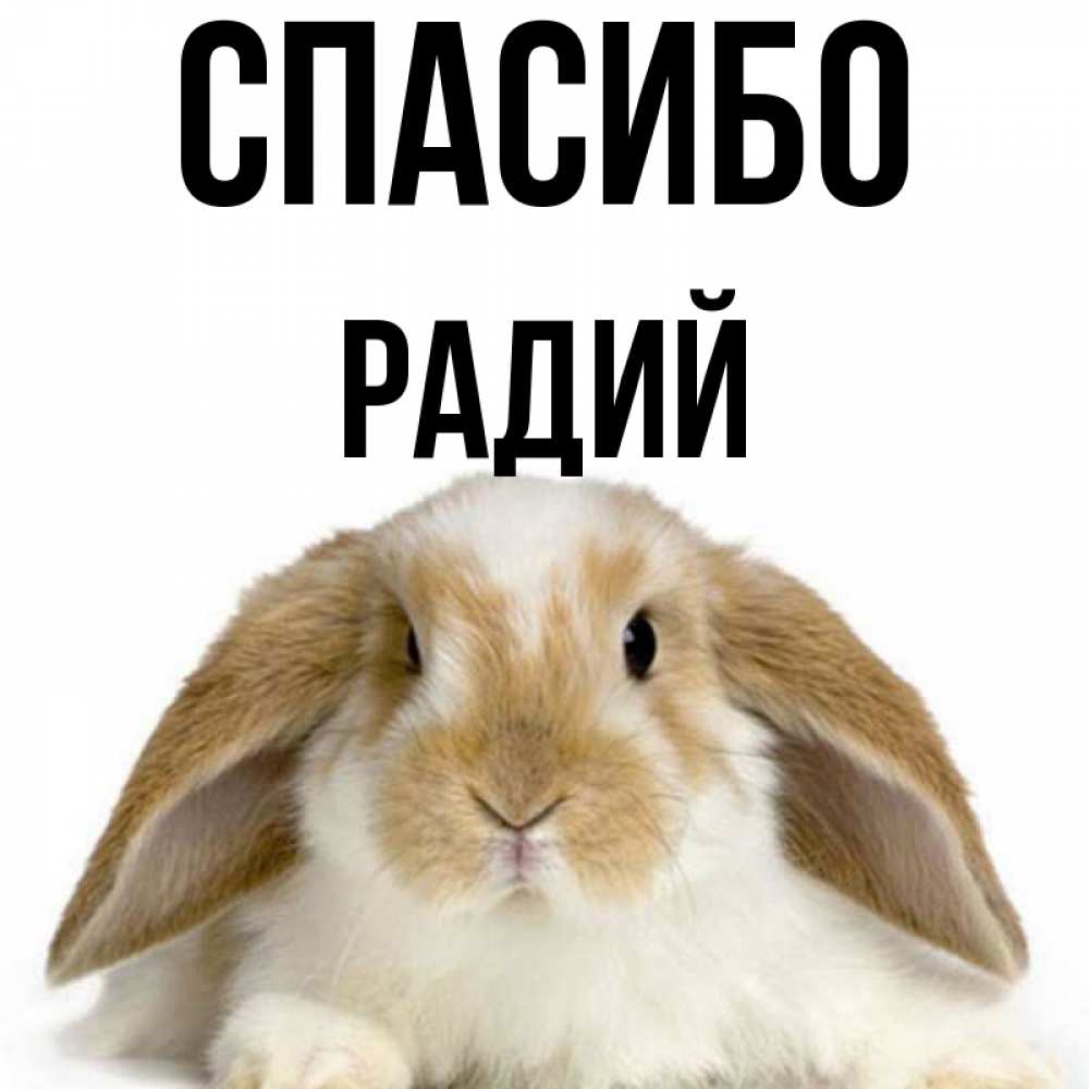Радий имя