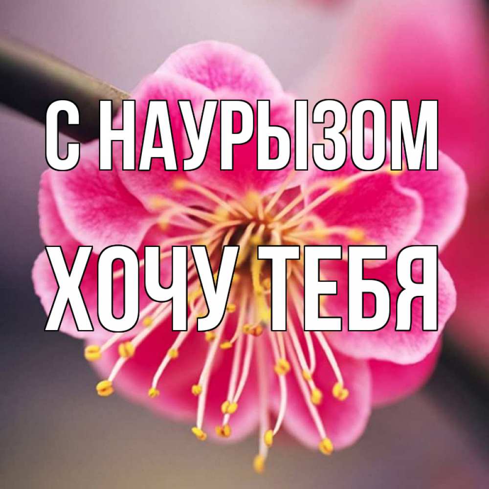 Картинка С наурызом, Хочу тебя