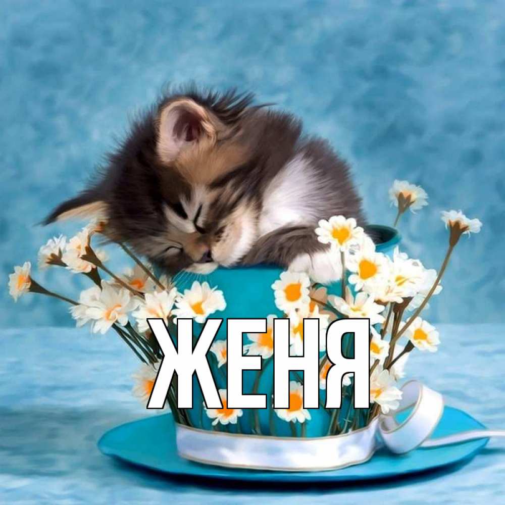 Открытка на каждый день с именем, Женя Главная котенок спит в кружке с блюдцем Прикольная открытка с пожеланием онлайн скачать бесплатно 