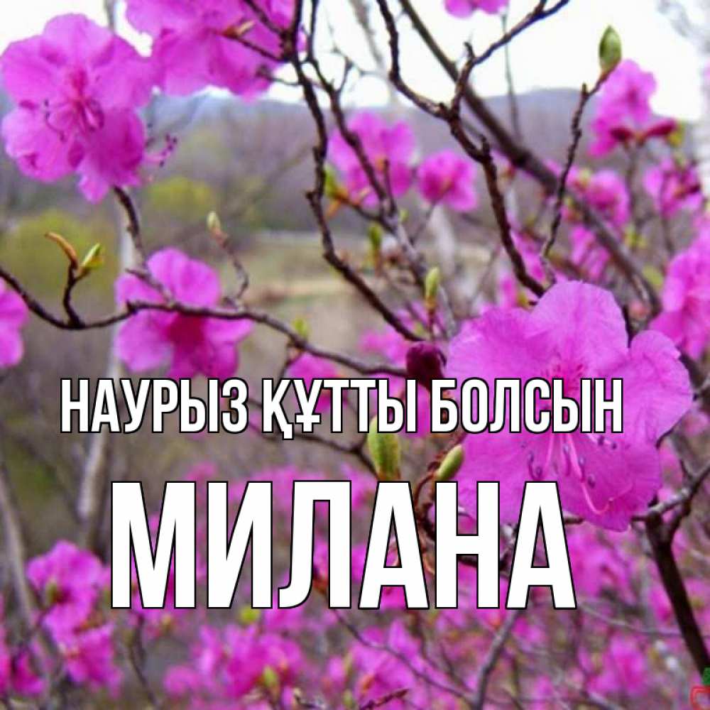 Открытка на каждый день с именем, Милана Наурыз құтты болсын наурыз мейрамы кутты болсын Прикольная открытка с пожеланием онлайн скачать бесплатно 