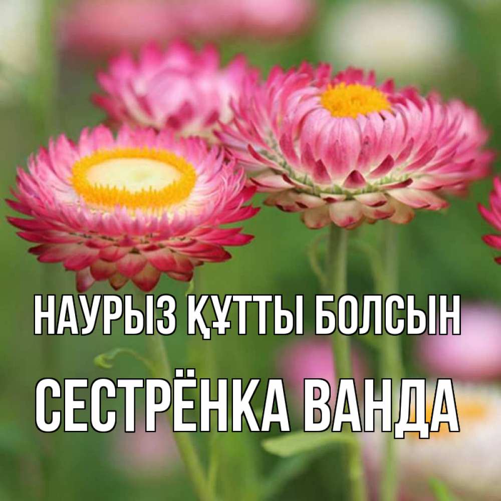 Открытка на каждый день с именем, Сестрёнка-Ванда Наурыз құтты болсын подарок на международный женский день Прикольная открытка с пожеланием онлайн скачать бесплатно 