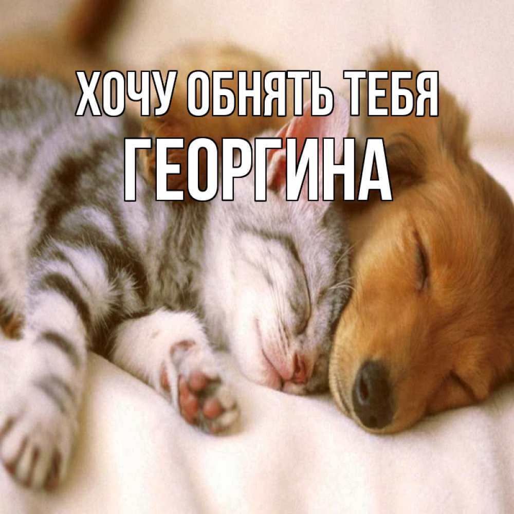 Открытка на каждый день с именем, Георгина Хочу обнять тебя пес и котенок Прикольная открытка с пожеланием онлайн скачать бесплатно 