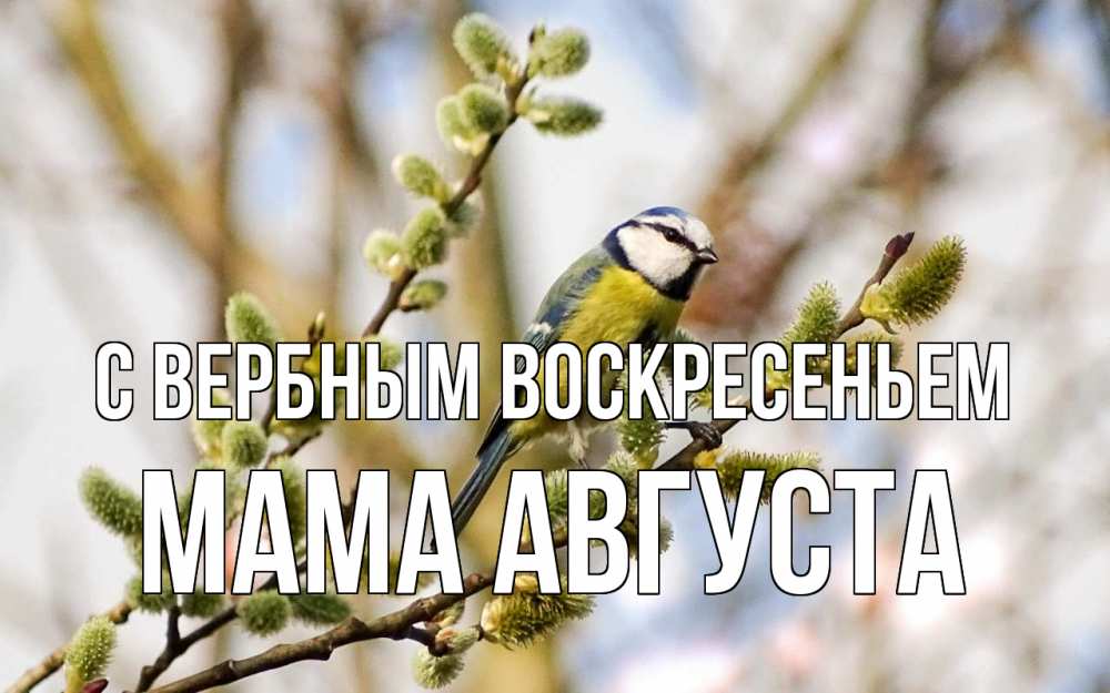 Открытка на каждый день с именем, Мама-Августа С вербным воскресеньем верба Прикольная открытка с пожеланием онлайн скачать бесплатно 