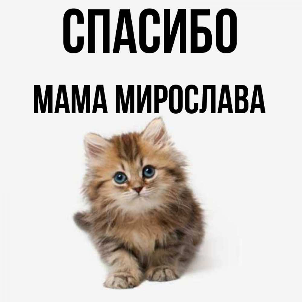 Открытка на каждый день с именем, Мама-Мирослава Спасибо пушистый котик Прикольная открытка с пожеланием онлайн скачать бесплатно 