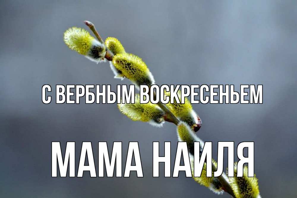 Открытка на каждый день с именем, Мама-Наиля С вербным воскресеньем верба Прикольная открытка с пожеланием онлайн скачать бесплатно 