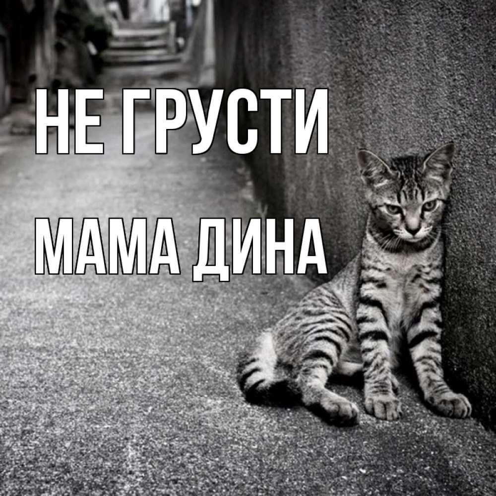 Открытка на каждый день с именем, Мама-Дина Не грусти скучающий котик Прикольная открытка с пожеланием онлайн скачать бесплатно 