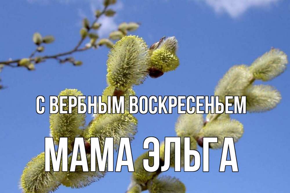 Открытка на каждый день с именем, Мама-Эльга С вербным воскресеньем верба Прикольная открытка с пожеланием онлайн скачать бесплатно 