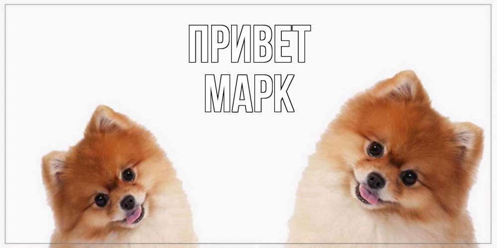 Открытка на каждый день с именем, Марк Привет привет Прикольная открытка с пожеланием онлайн скачать бесплатно 