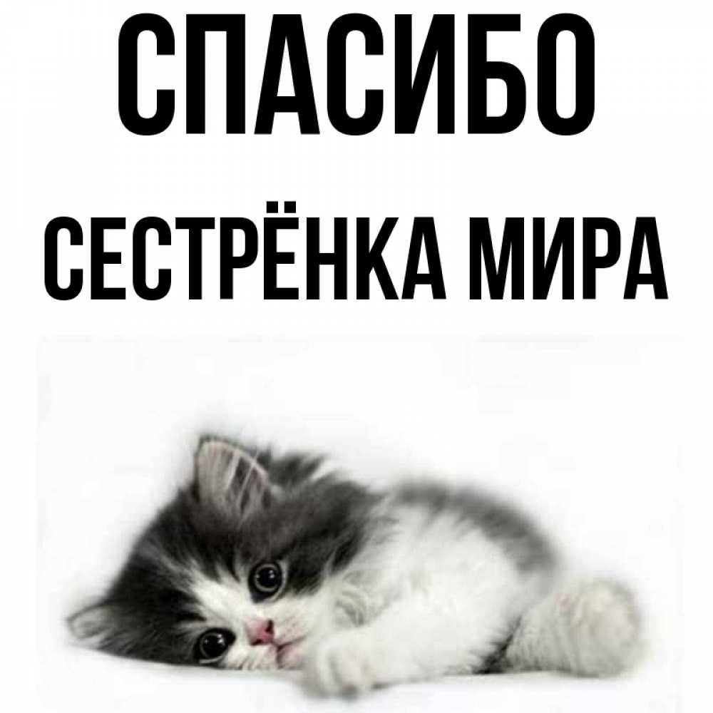 Открытка на каждый день с именем, Сестрёнка-Мира Спасибо черный и белый кот Прикольная открытка с пожеланием онлайн скачать бесплатно 