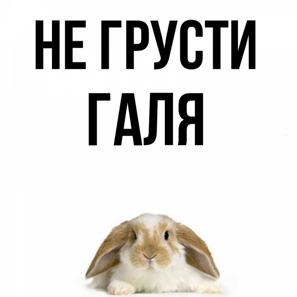 Лунтик, прикольные картинки галя