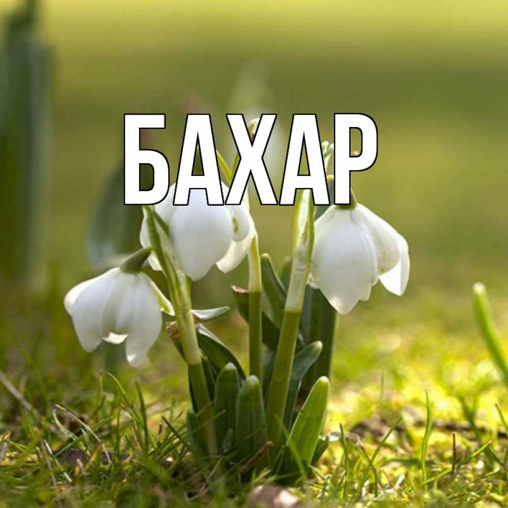 Открытка на каждый день с именем, Бахар Главная ранние цветы 2 Прикольная открытка с пожеланием онлайн скачать бесплатно 