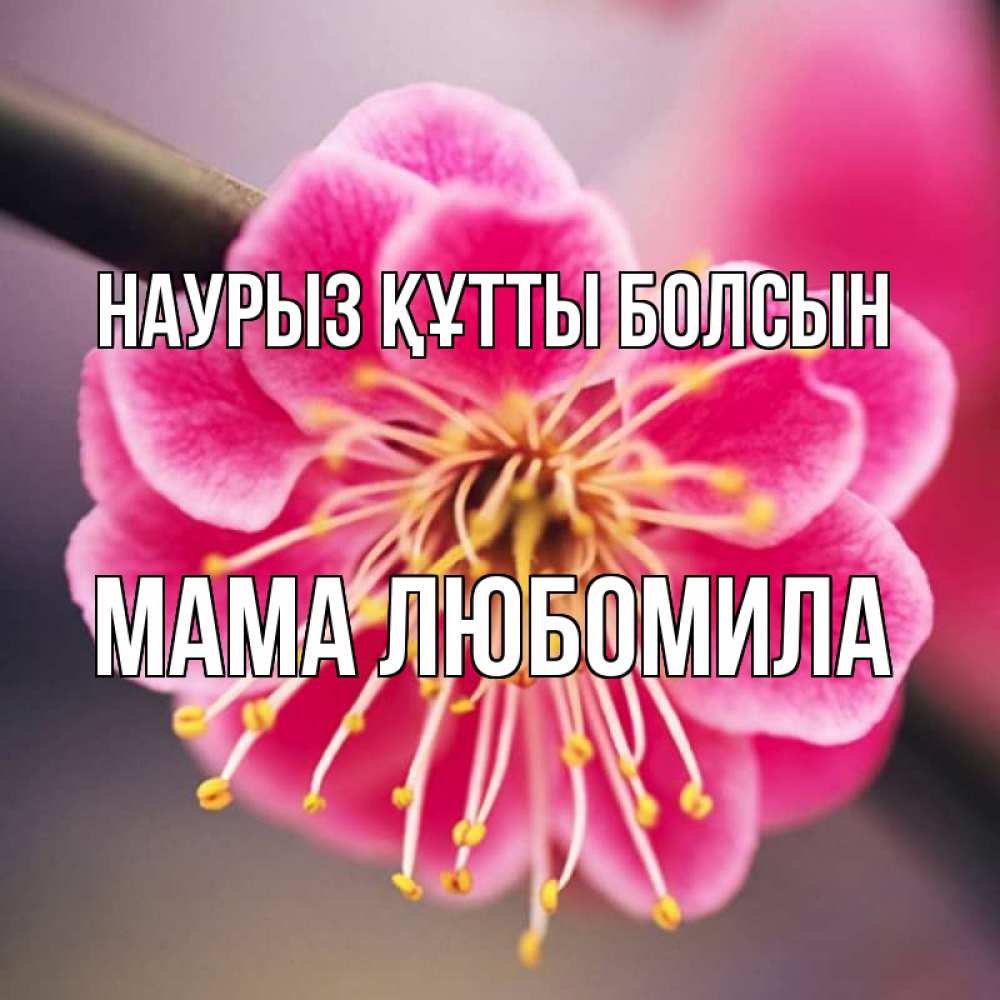 Открытка на каждый день с именем, Мама-Любомила Наурыз құтты болсын цветы Прикольная открытка с пожеланием онлайн скачать бесплатно 