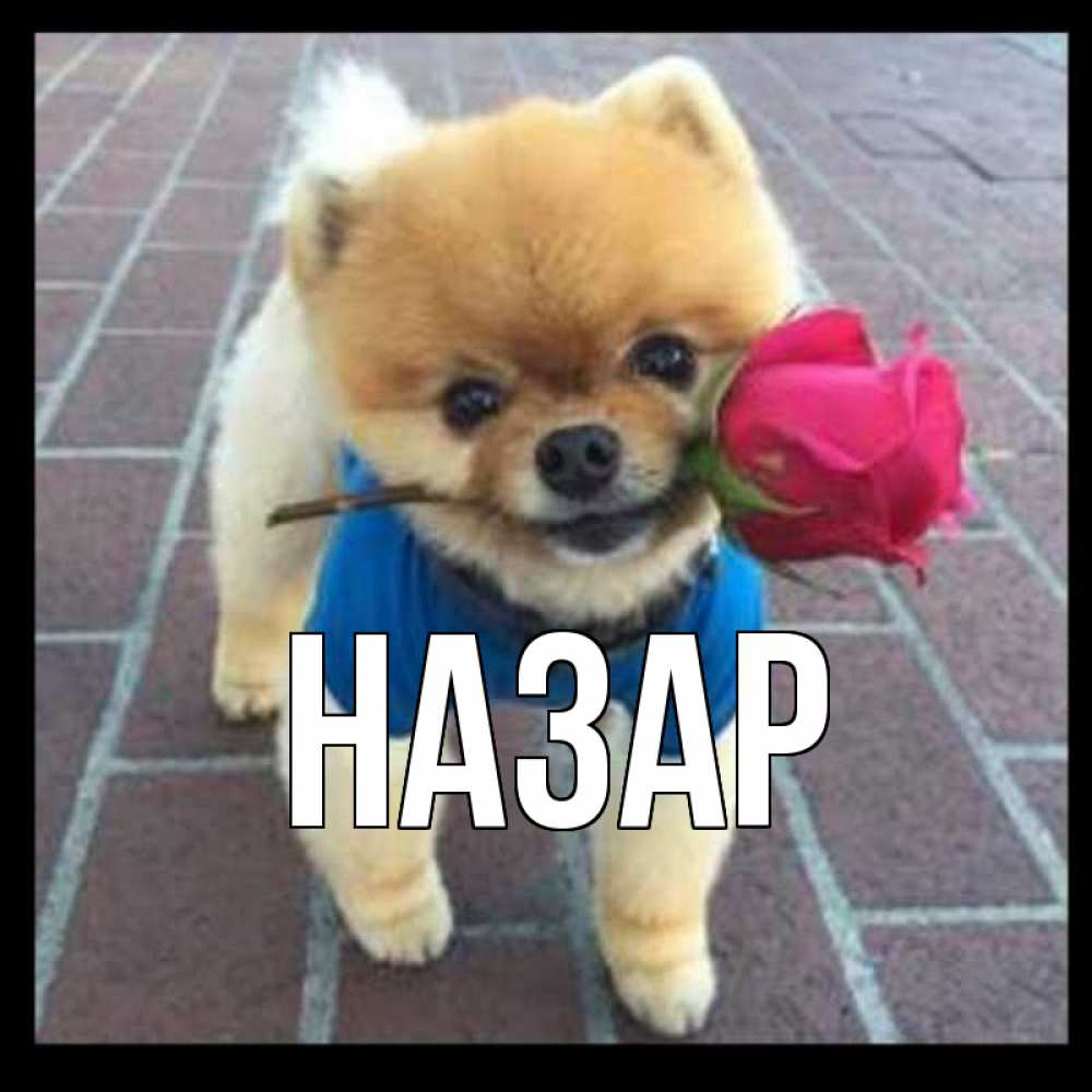 Открытка на каждый день с именем, Назар Главная роза в зубах Прикольная открытка с пожеланием онлайн скачать бесплатно 