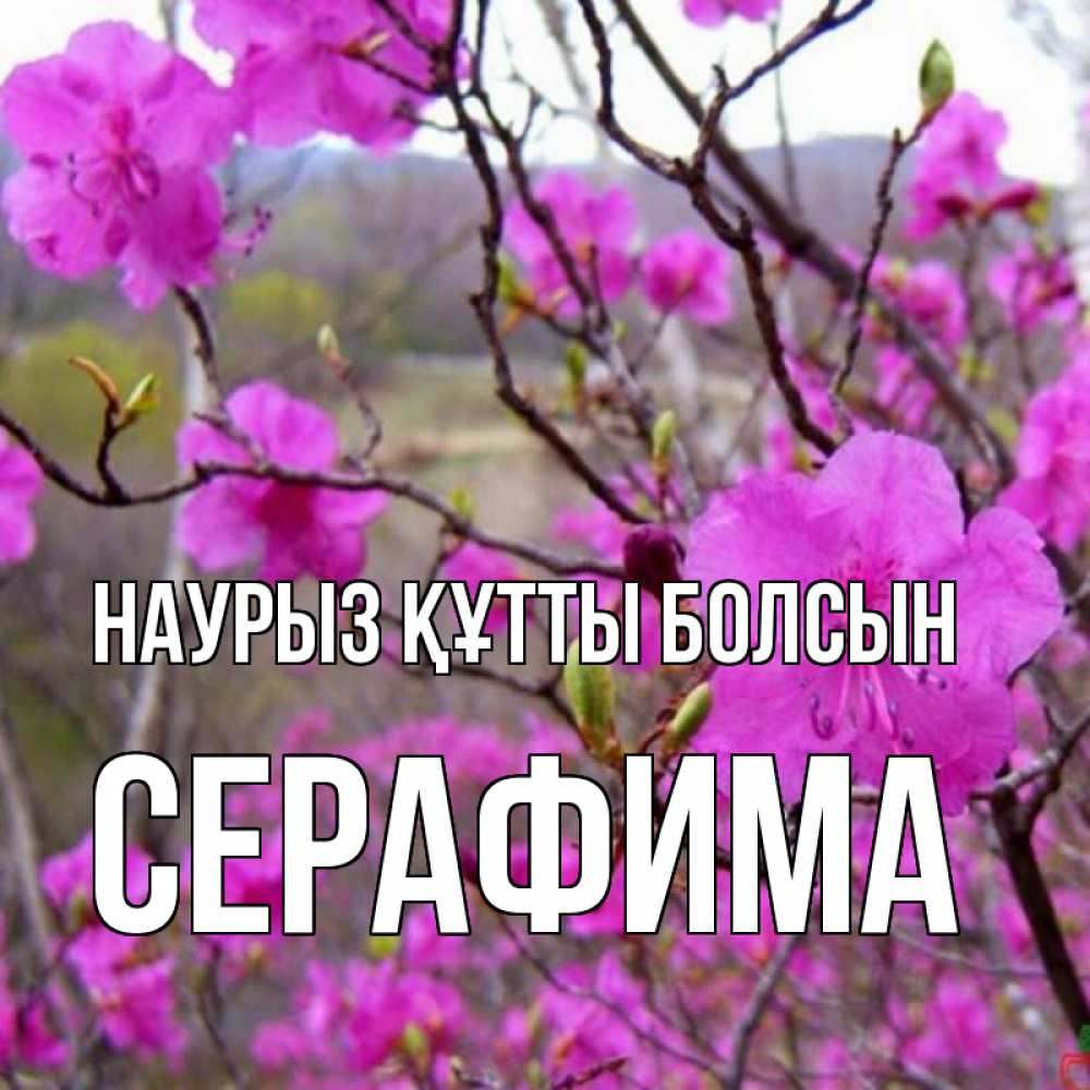 Открытка на каждый день с именем, Серафима Наурыз құтты болсын наурыз мейрамы кутты болсын Прикольная открытка с пожеланием онлайн скачать бесплатно 