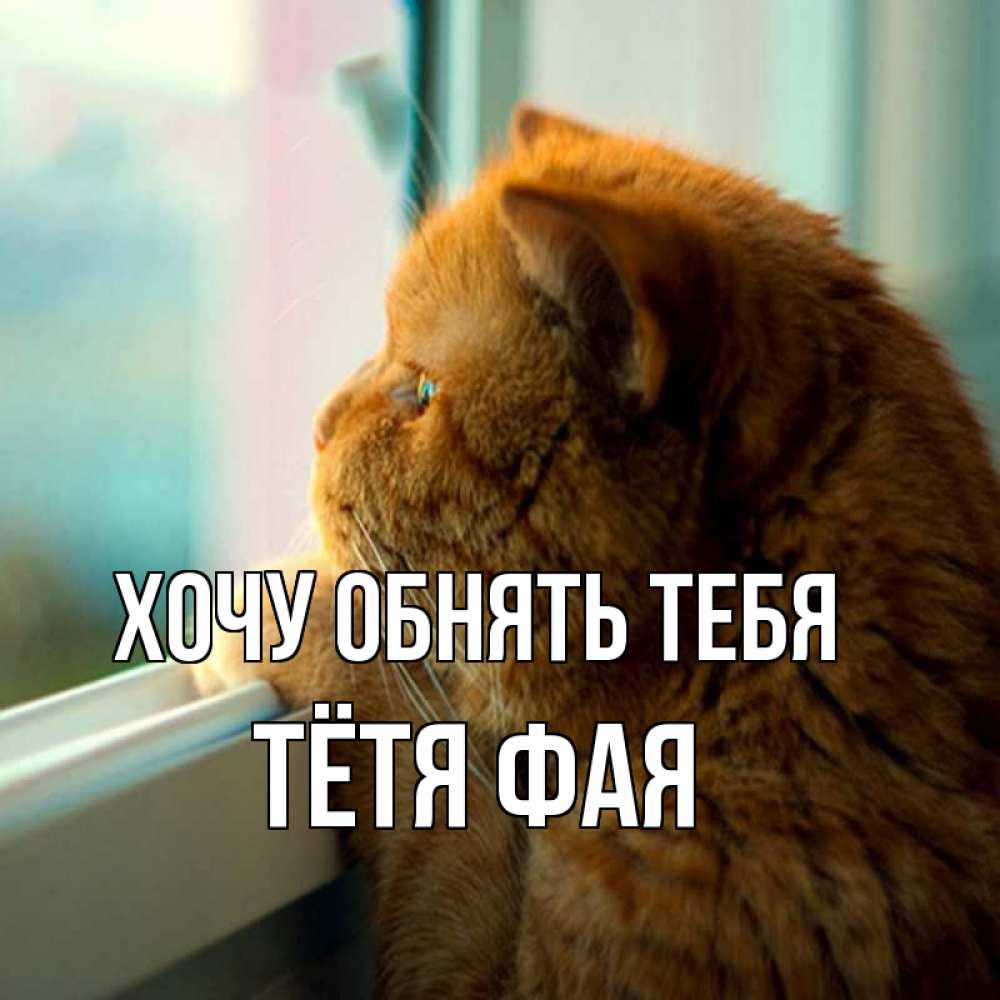 Открытка на каждый день с именем, Тётя-Фая Хочу обнять тебя большой огромный рыжий котяра Прикольная открытка с пожеланием онлайн скачать бесплатно 
