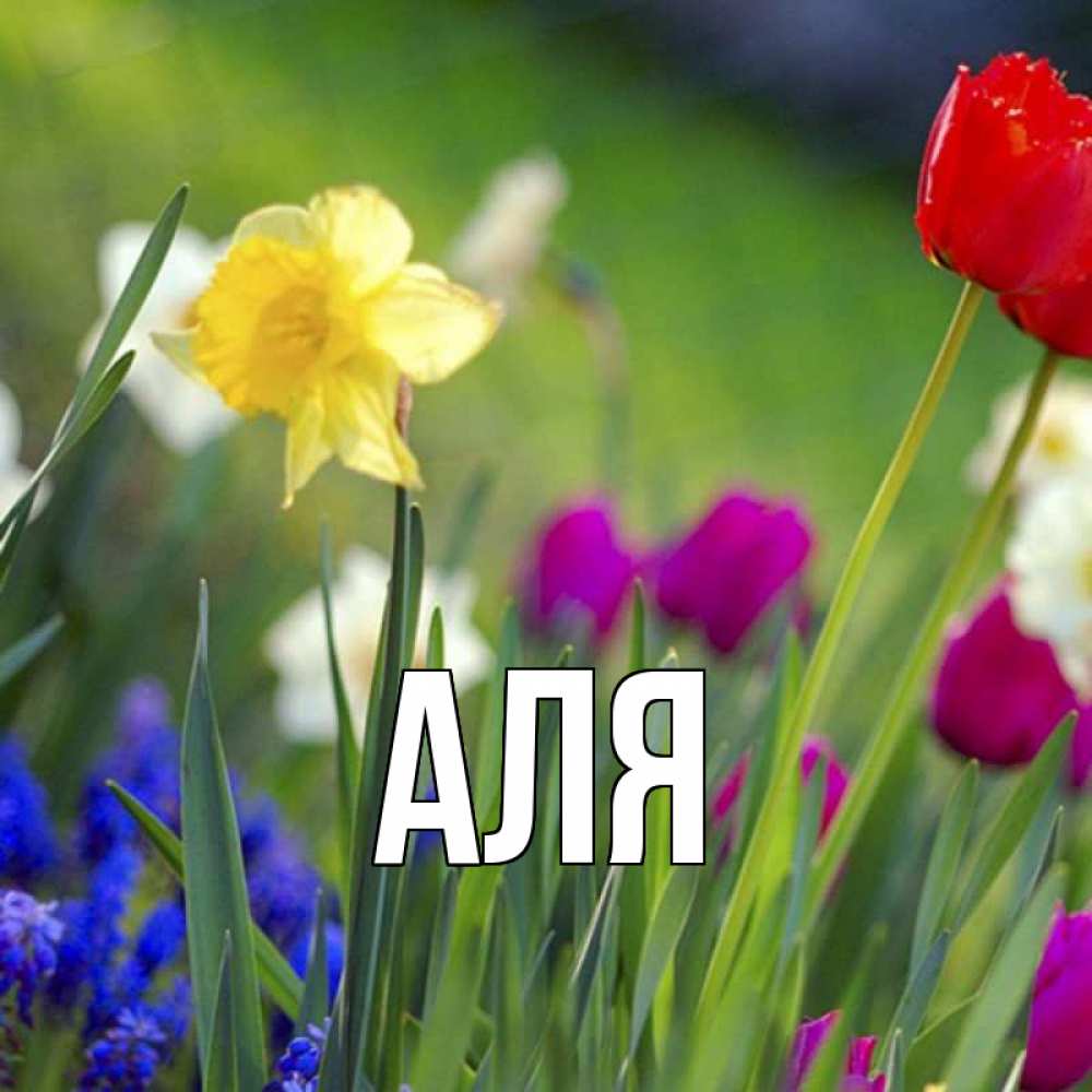 Открытка на каждый день с именем, Аля Главная международный женский день 3 Прикольная открытка с пожеланием онлайн скачать бесплатно 