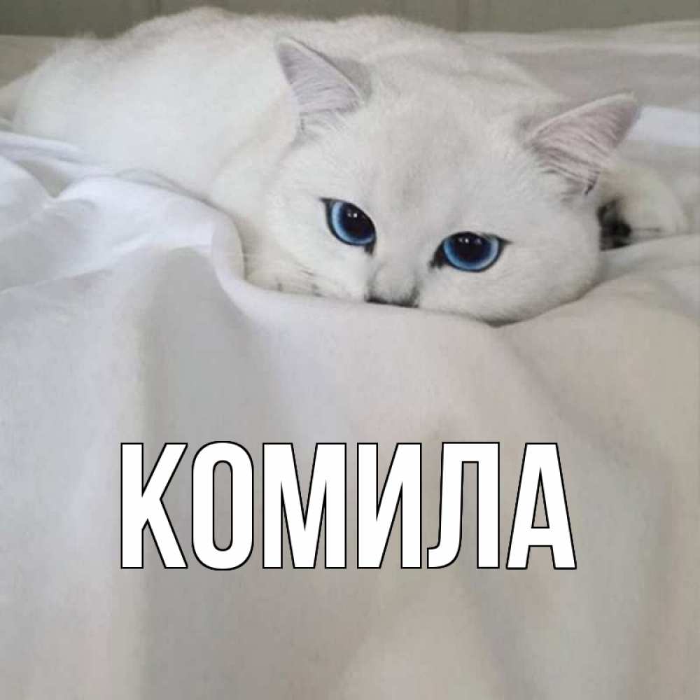 Открытка на каждый день с именем, Комила Главная белый кот с голубыми глазами на белоснежной кровати Прикольная открытка с пожеланием онлайн скачать бесплатно 