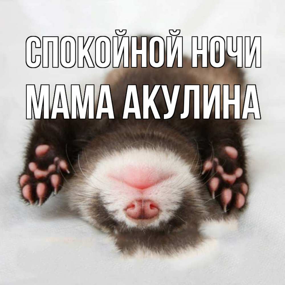 Открытка на каждый день с именем, Мама-Акулина Спокойной ночи зверек Прикольная открытка с пожеланием онлайн скачать бесплатно 