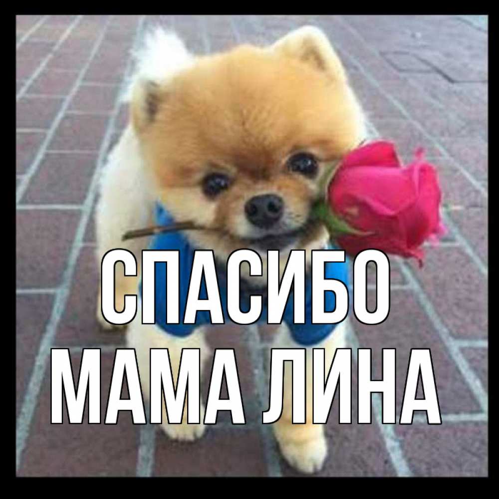 Открытка на каждый день с именем, Мама-Лина Спасибо спасибо и дарю тебе цветок Прикольная открытка с пожеланием онлайн скачать бесплатно 