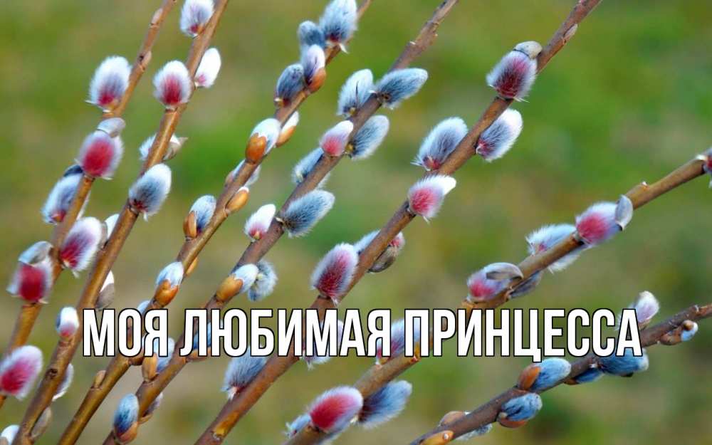 Открытка на каждый день с именем, Моя-Любимая-Принцесса Главная верба Прикольная открытка с пожеланием онлайн скачать бесплатно 