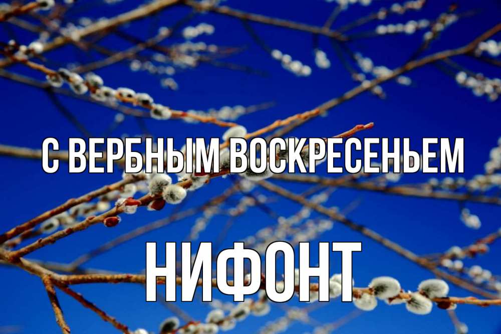 Открытка на каждый день с именем, Нифонт С вербным воскресеньем верба Прикольная открытка с пожеланием онлайн скачать бесплатно 