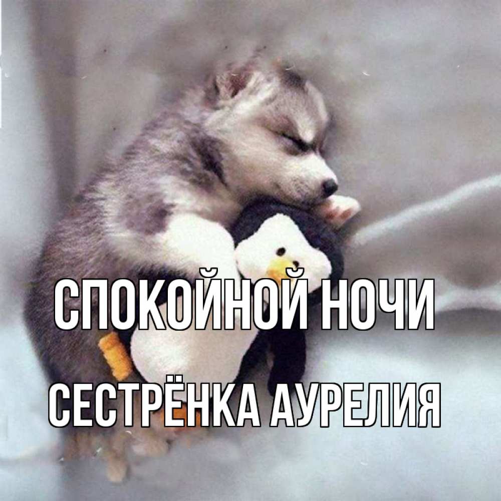 Открытка на каждый день с именем, Сестрёнка-Аурелия Спокойной ночи обнимашки щенка и пингвина Прикольная открытка с пожеланием онлайн скачать бесплатно 
