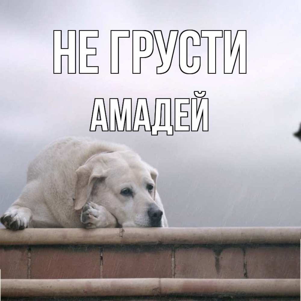 Открытка на каждый день с именем, Амадей Не грусти белый пес 1 Прикольная открытка с пожеланием онлайн скачать бесплатно 