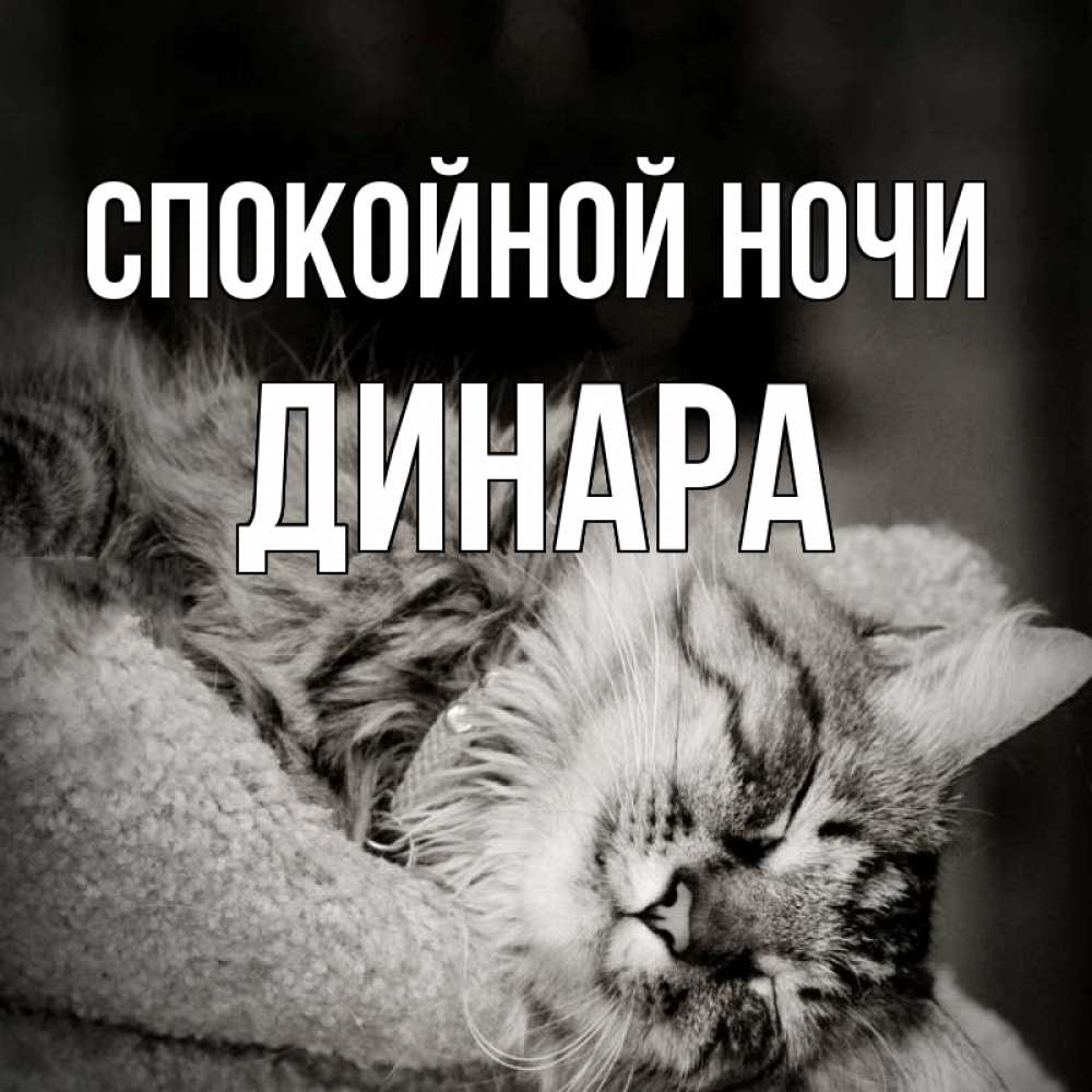 Открытка на каждый день с именем, Динара Спокойной ночи котярик пушистый Прикольная открытка с пожеланием онлайн скачать бесплатно 