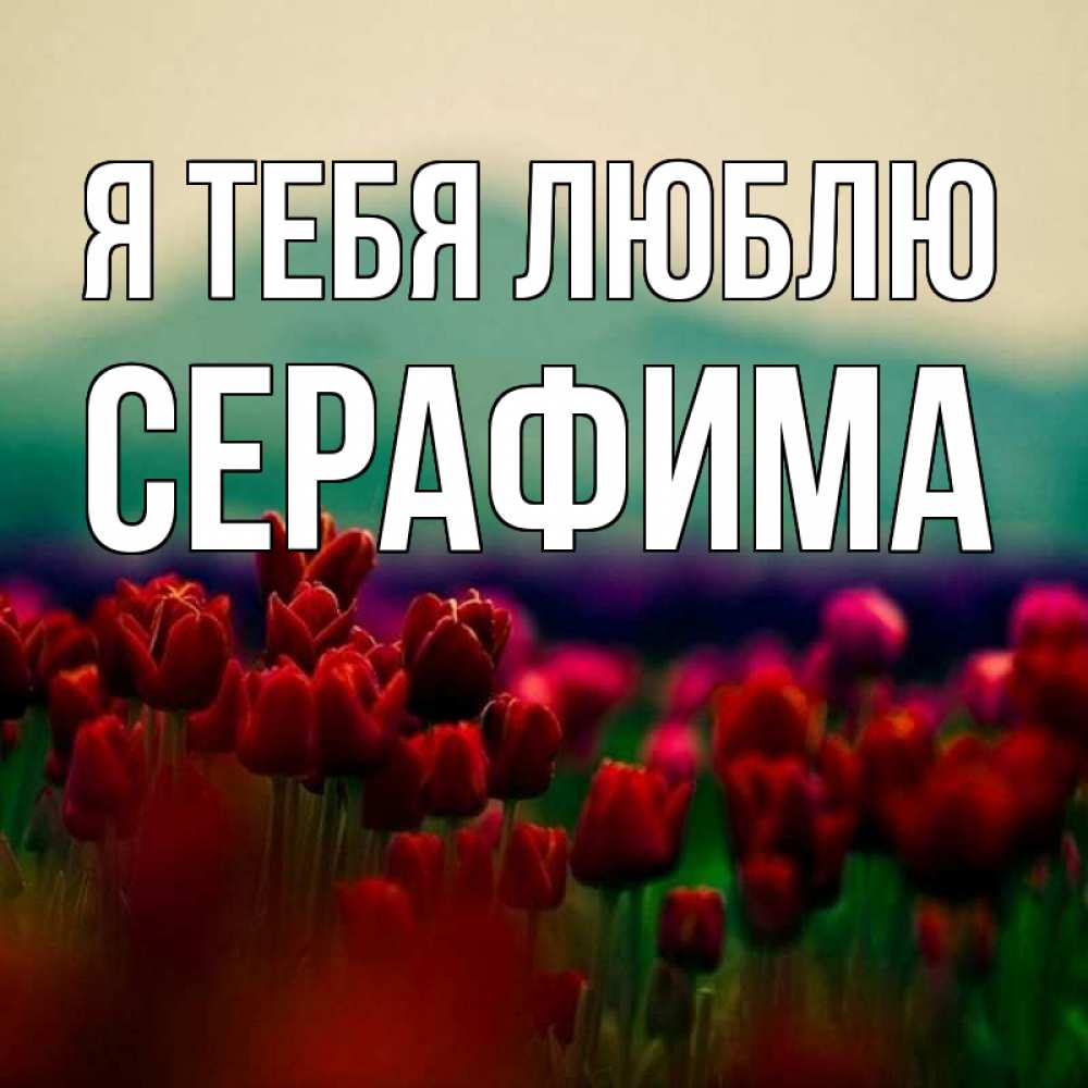 Открытка на каждый день с именем, Серафима Я тебя люблю тюльпаны 4 Прикольная открытка с пожеланием онлайн скачать бесплатно 