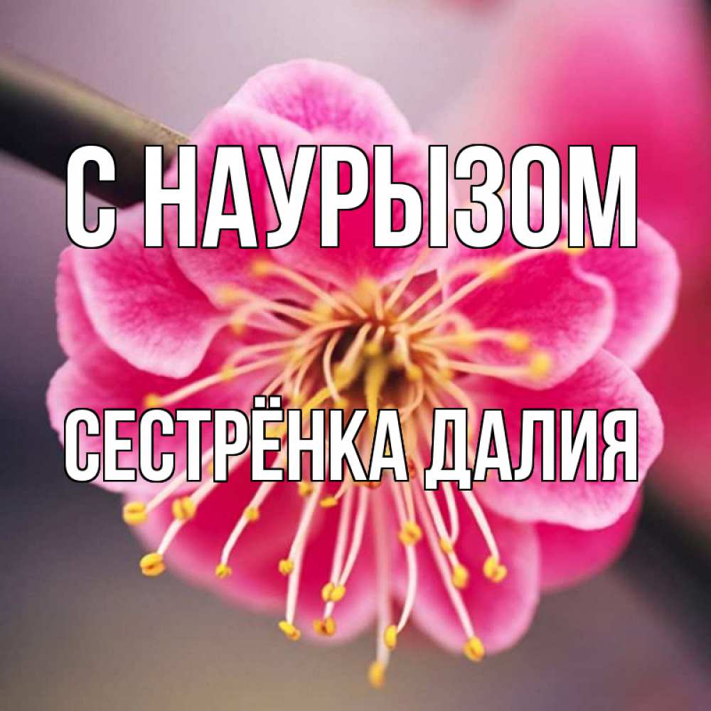 Открытка на каждый день с именем, Сестрёнка-Далия С наурызом цветы Прикольная открытка с пожеланием онлайн скачать бесплатно 