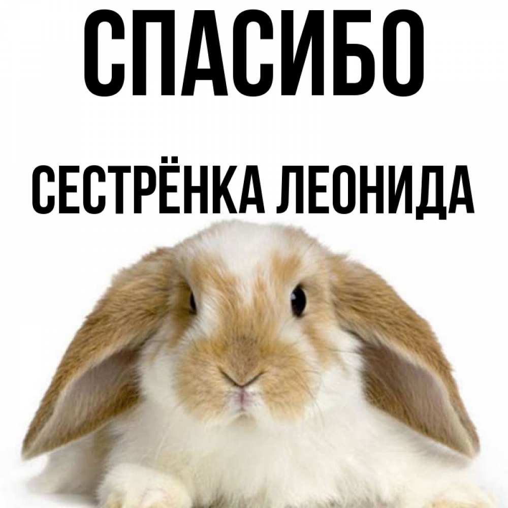 Открытка на каждый день с именем, Сестрёнка-Леонида Спасибо коричнево белый заяц Прикольная открытка с пожеланием онлайн скачать бесплатно 