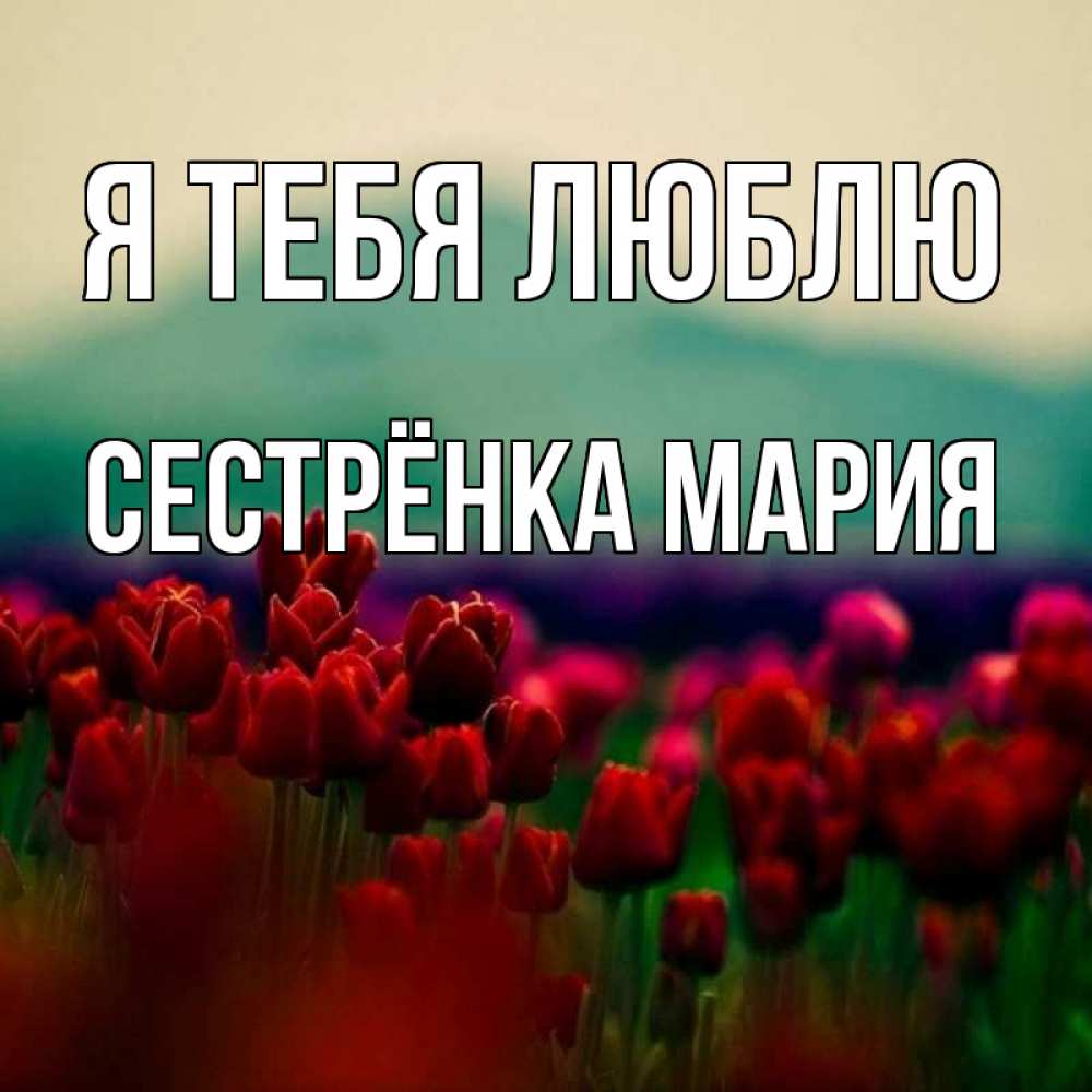 Открытка на каждый день с именем, Сестрёнка-Мария Я тебя люблю тюльпаны 4 Прикольная открытка с пожеланием онлайн скачать бесплатно 