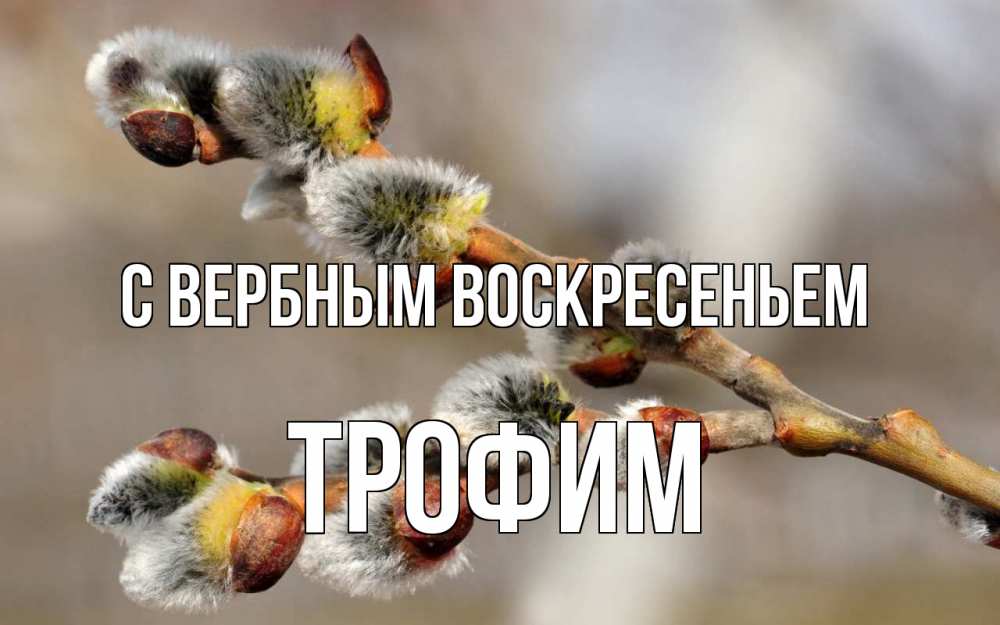 Открытка на каждый день с именем, Трофим С вербным воскресеньем Верба Прикольная открытка с пожеланием онлайн скачать бесплатно 