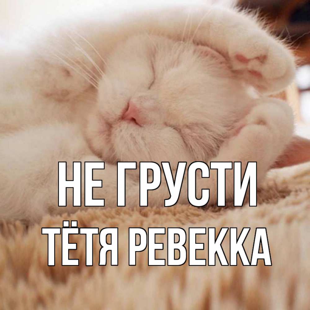 Открытка на каждый день с именем, Тётя-Ревекка Не грусти белый кот Прикольная открытка с пожеланием онлайн скачать бесплатно 