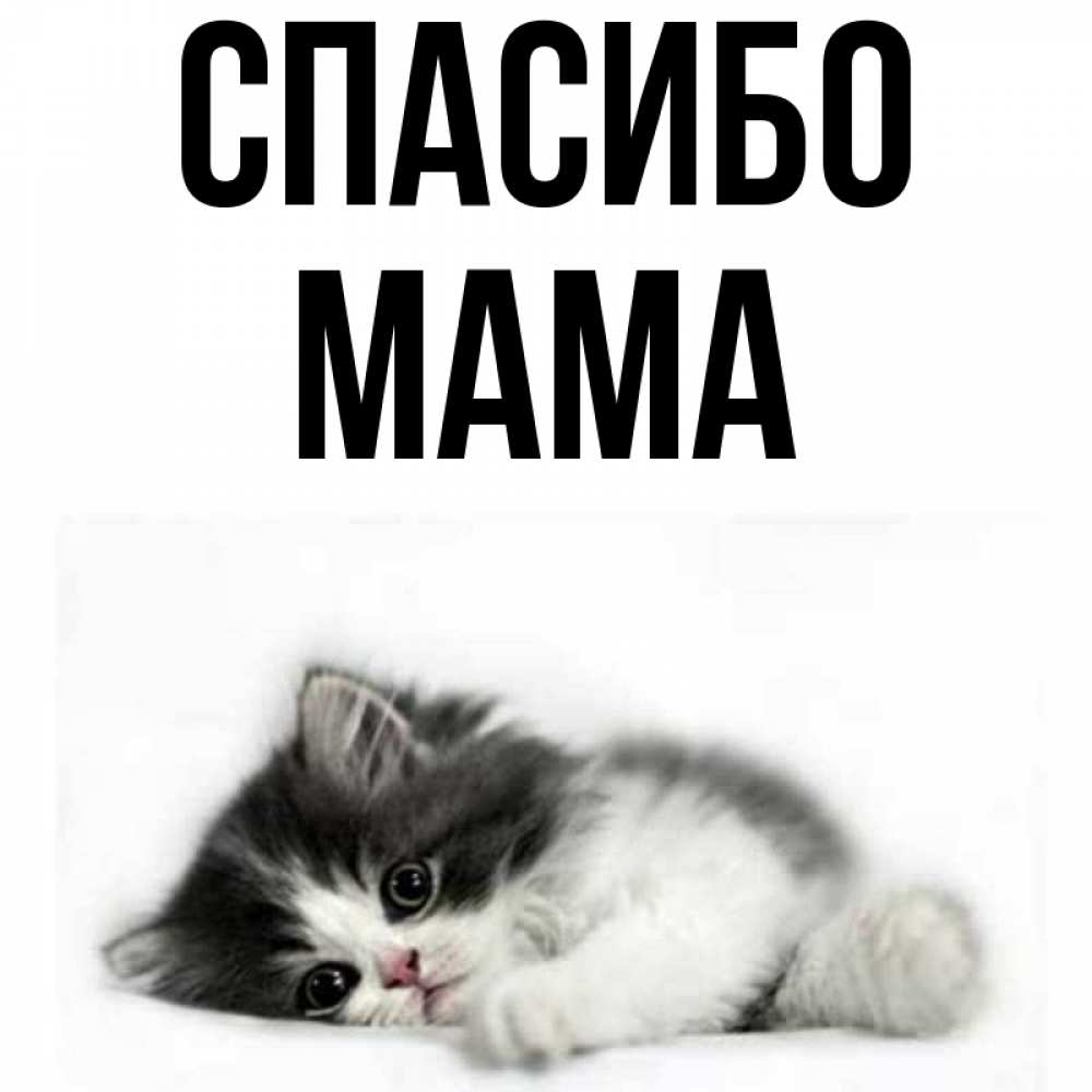 Открытка на каждый день с именем, мама Спасибо черный и белый кот Прикольная открытка с пожеланием онлайн скачать бесплатно 